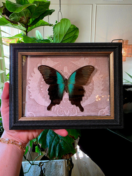 Pink Velvet and Swallowtail Shadowbox Frame