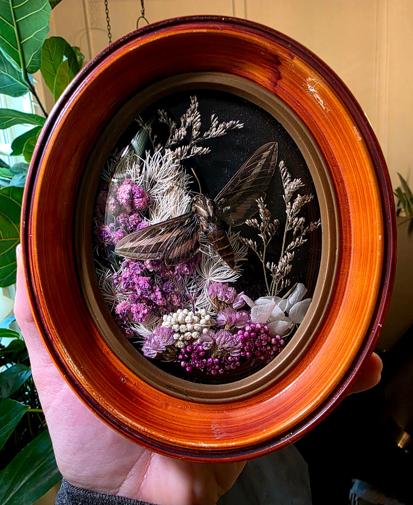 Retro Frame with Hawk Moth