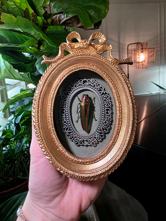 Jewel Beetle in Bow Frame