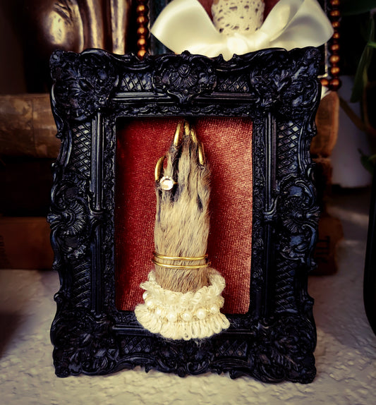 Framed Fancy Raccoon Foot -Black Frame with Pearls