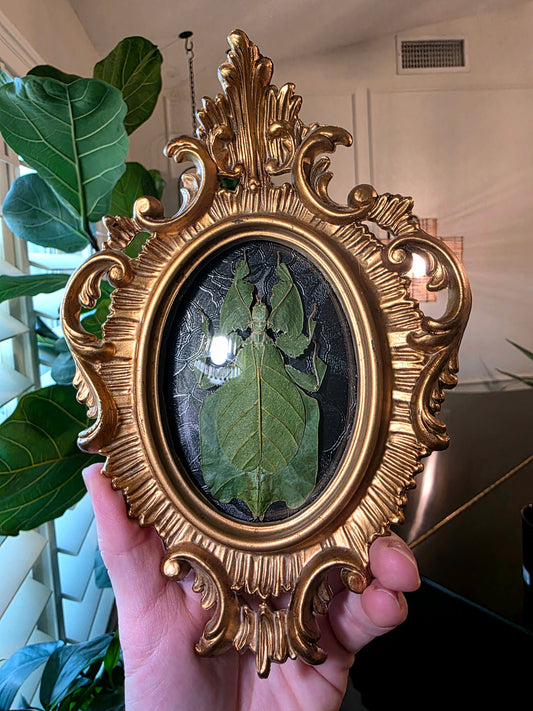Leaf Bug in Ornate Vintage Frame