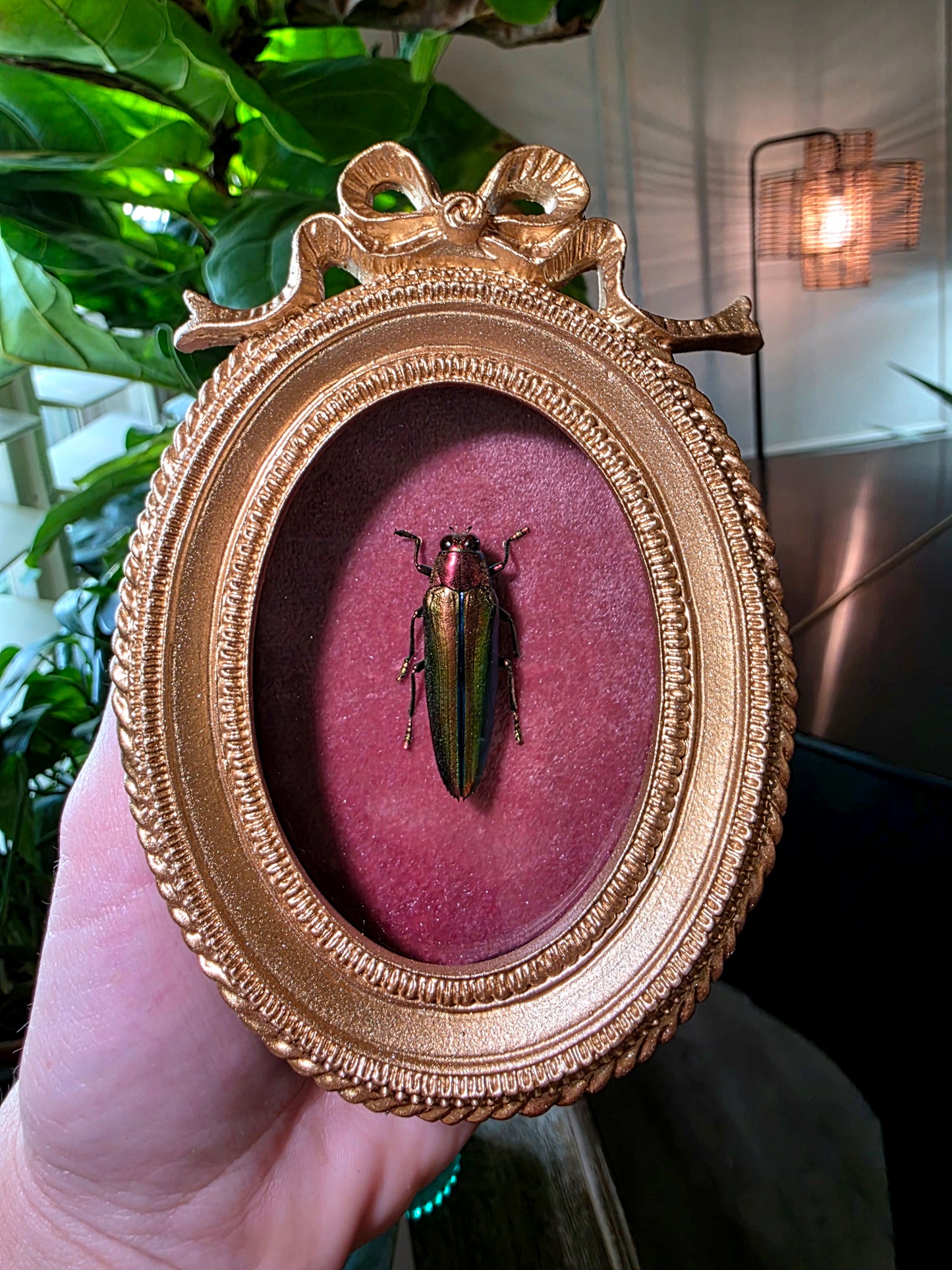 Real Jewel Beetle in Gold Bow Frame
