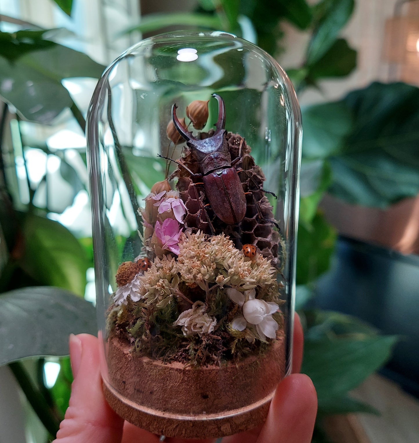 Mini Glass Terrarium with Sawtooth Beetle and Paper Wasp Nest