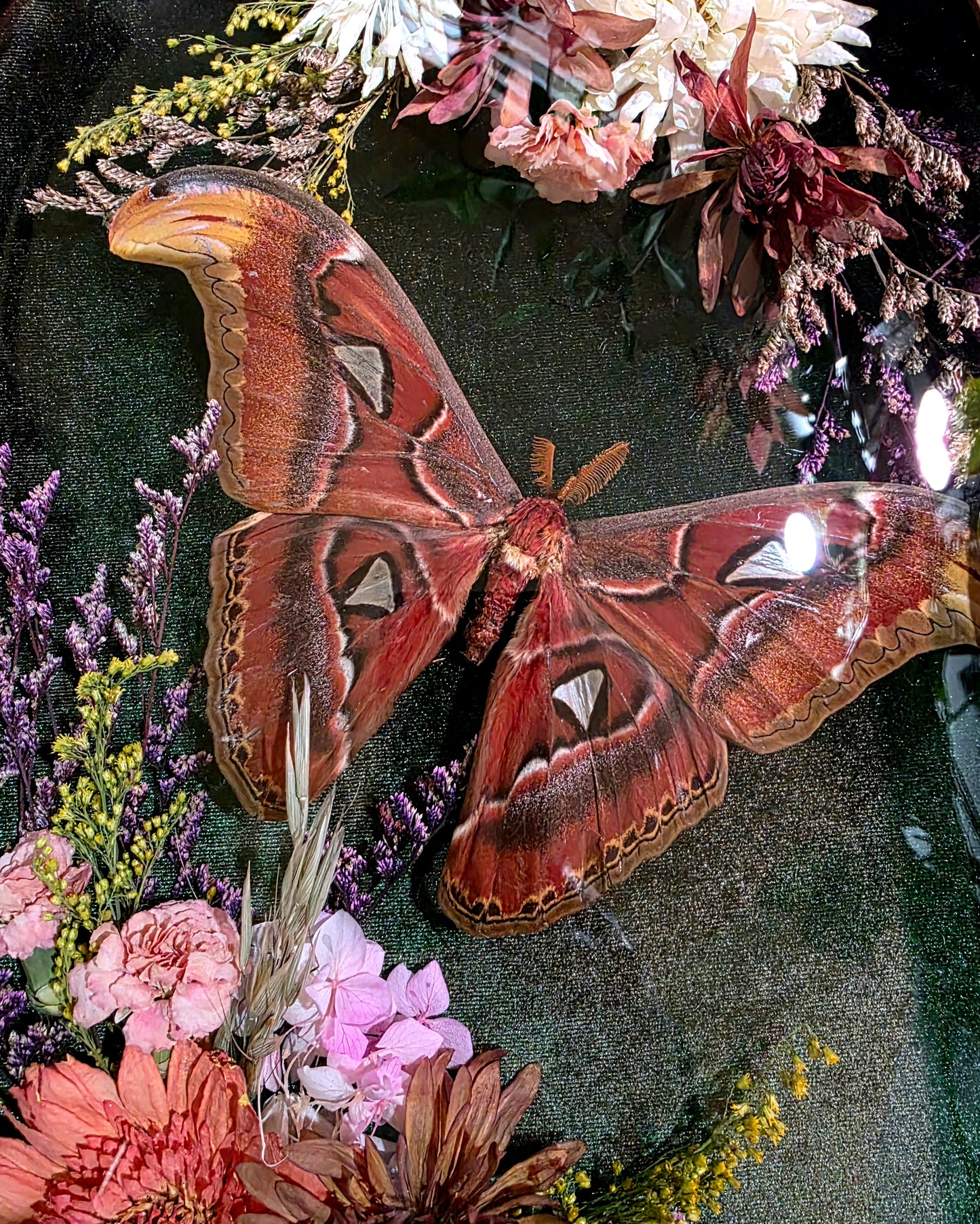 Vintage Frame with Atlas Moth and Dried Flowers