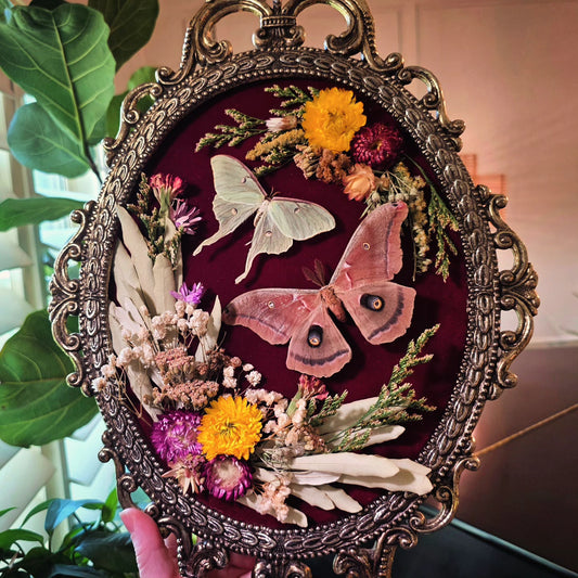 Vintage Italian Frame with Luna and Polyphemus Moth