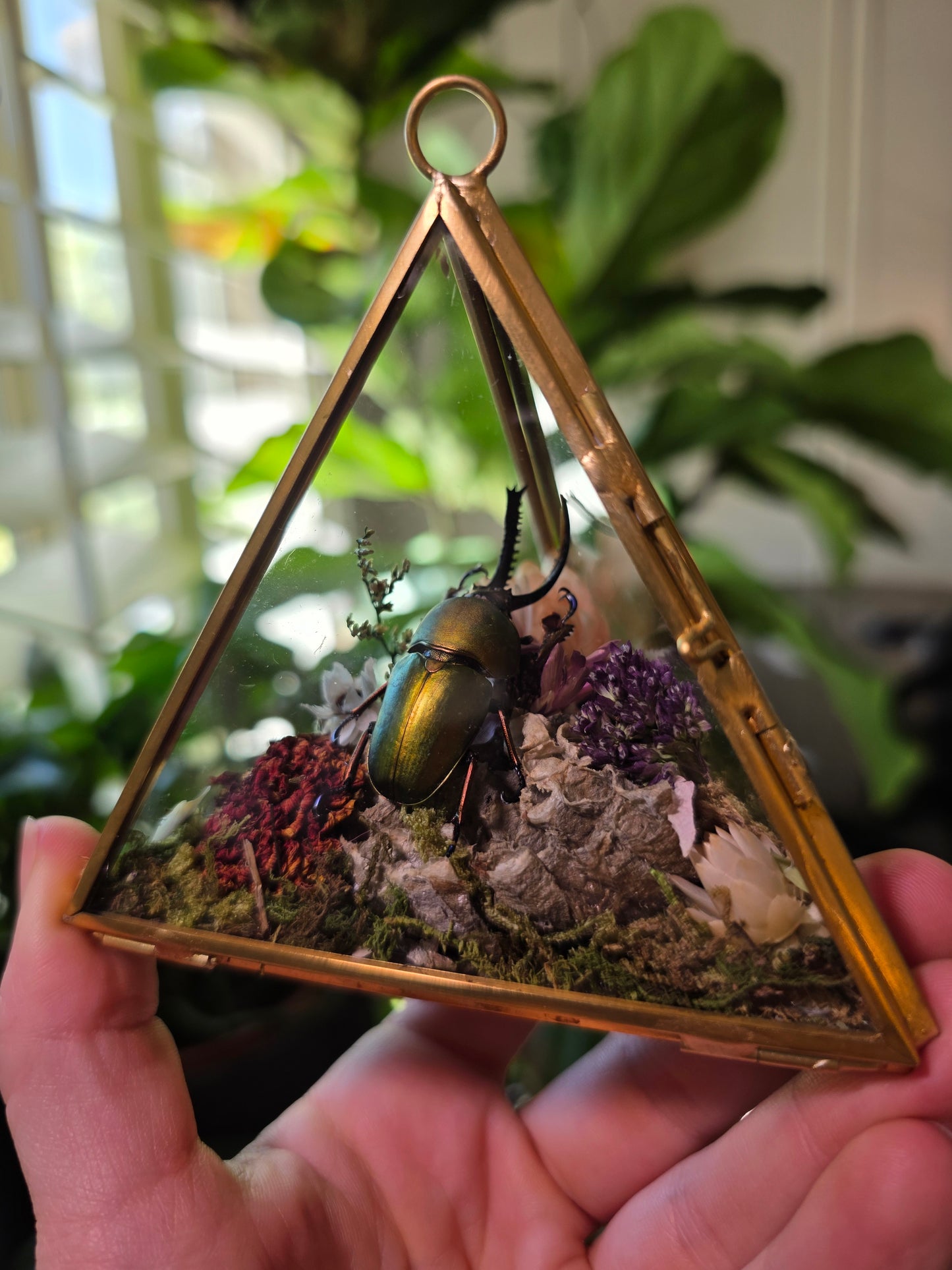 Real Sawtooth Beetle and Wasp Nest Terrarium