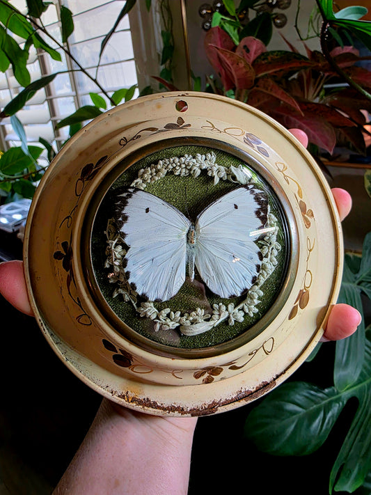 Cottagecore Butterfly Frame
