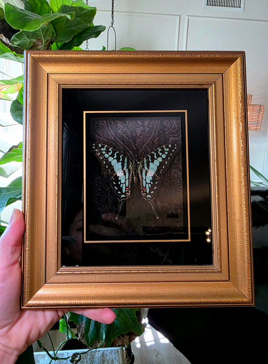 Vintage Shadow Box Frame with Butterfly