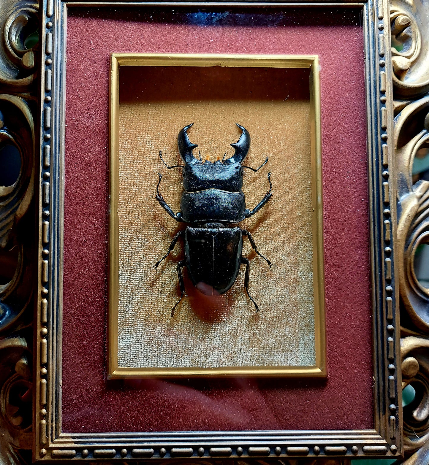 Ornate Vintage Frame with Giant Stagg Beetle
