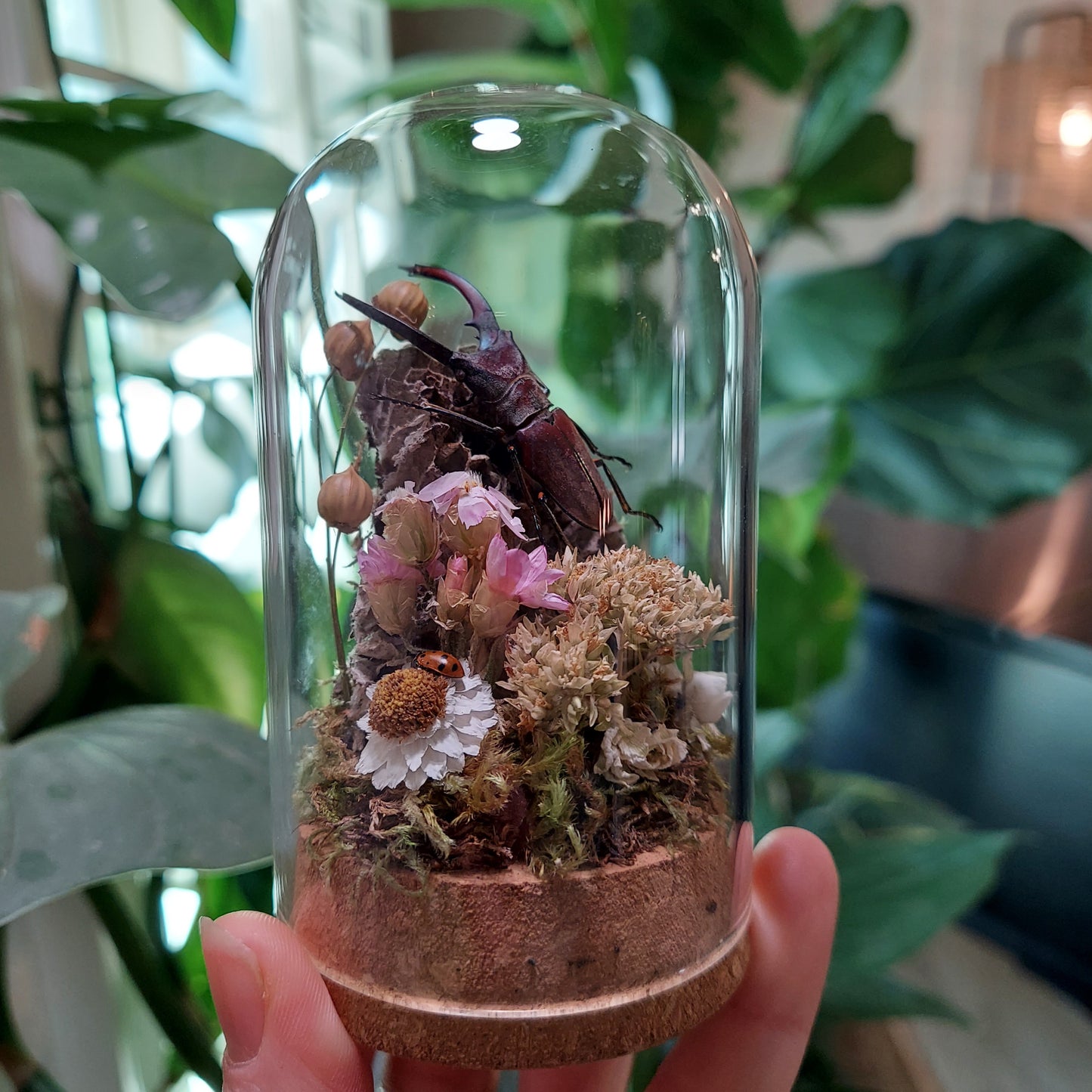 Mini Glass Terrarium with Sawtooth Beetle and Paper Wasp Nest
