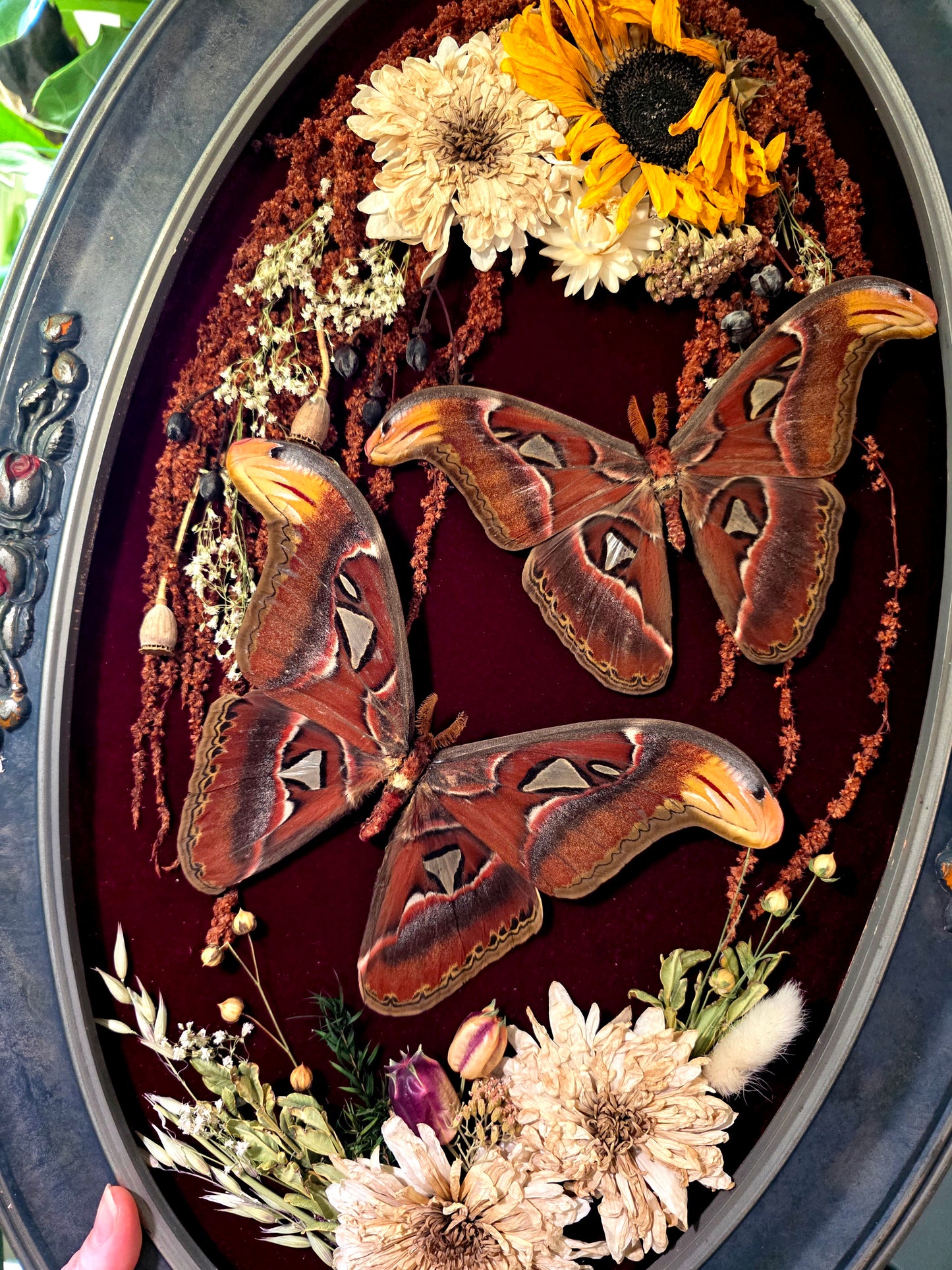 Atlas Moth Vintage Frame