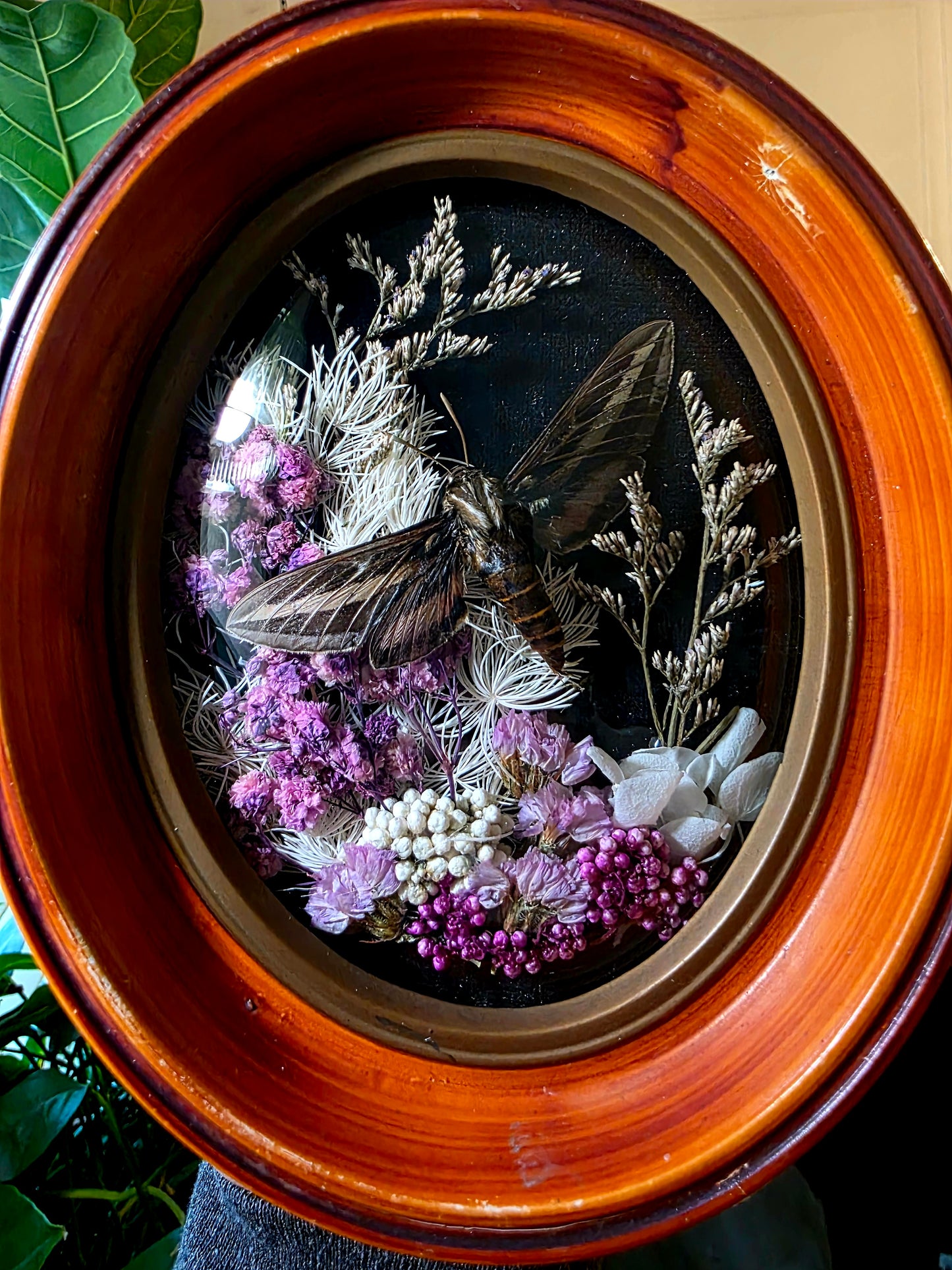 Retro Frame with Hawk Moth