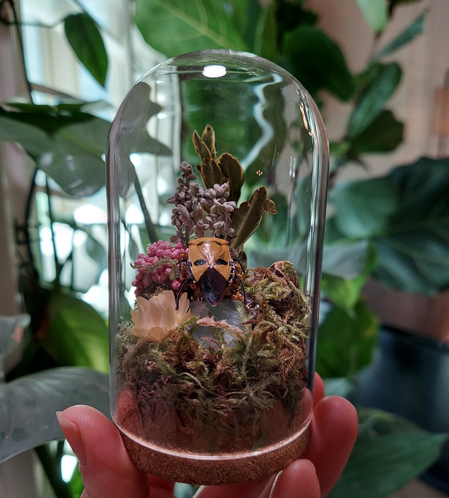 Mini Glass Terrarium with a Real Man Face Beetle