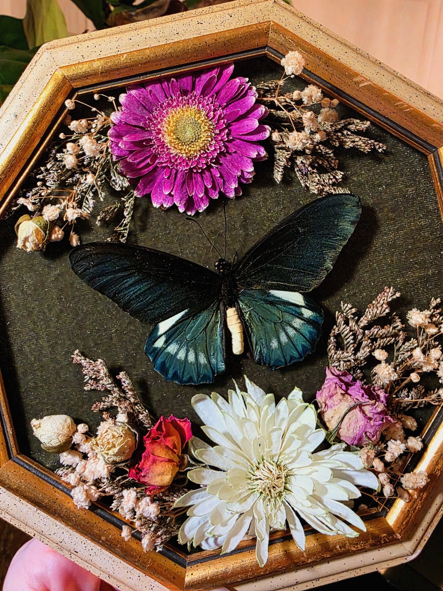 Pipevine Swallowtail in Vintage Frame