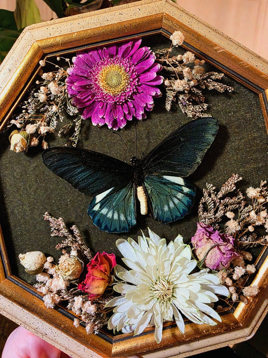 Pipevine Swallowtail in Vintage Frame