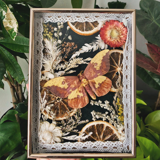 Retro Mid Century Modern Frame with Imperial Moth, Dried Citrus, and Flowers