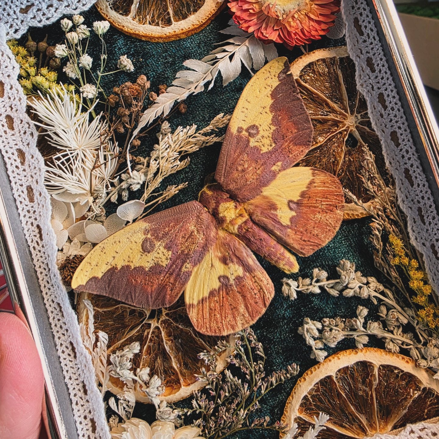 Retro Mid Century Modern Frame with Imperial Moth, Dried Citrus, and Flowers