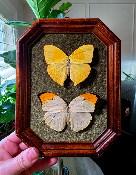 Vintage Shadowbox Frame with Orange Tip and Sulphur Butterfly