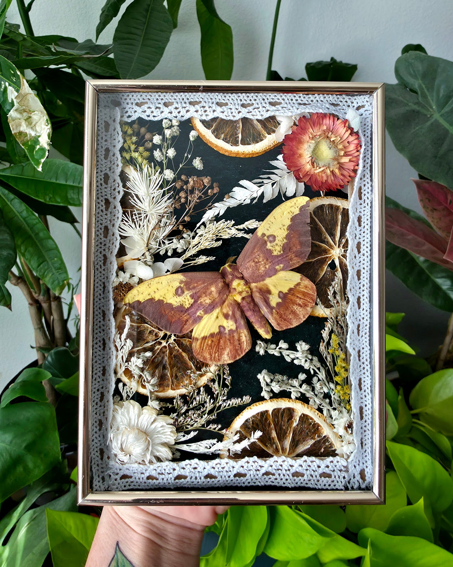 Retro Mid Century Modern Frame with Imperial Moth, Dried Citrus, and Flowers