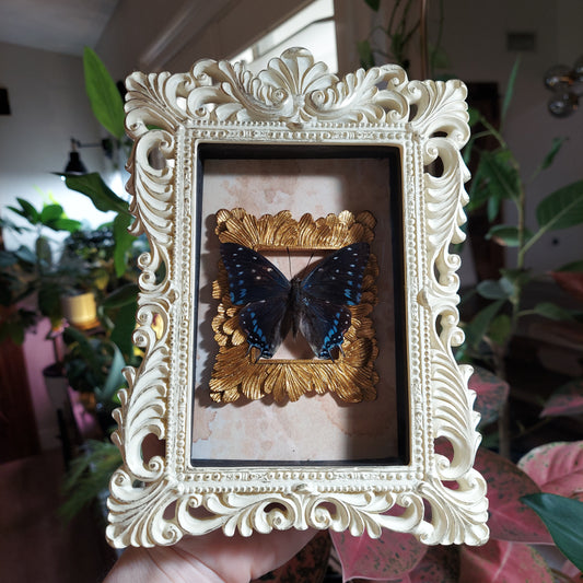 Vintage Inspired Shadowbox Frame With Charaxes Butterfly