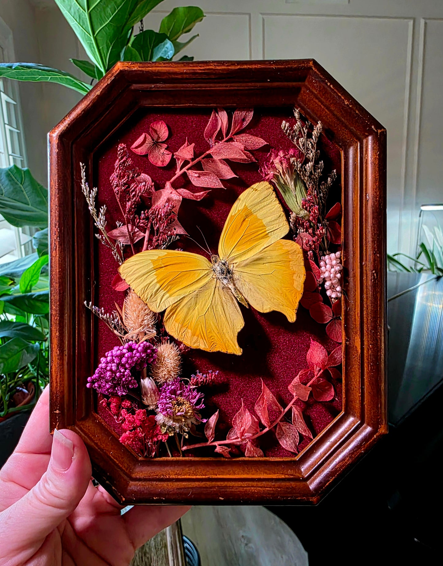 Vintage Shadowbox Frame with Sulphur Butterfly and Dried Flowers