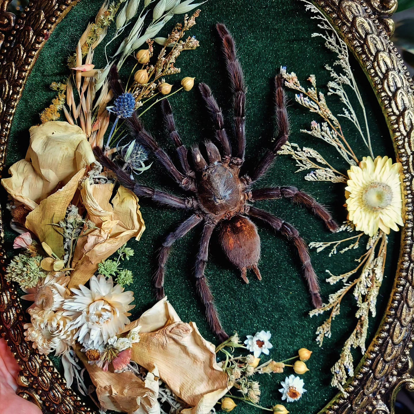 Vintage Italian Bubble Frame with Real Tarantula and Dried Flowers