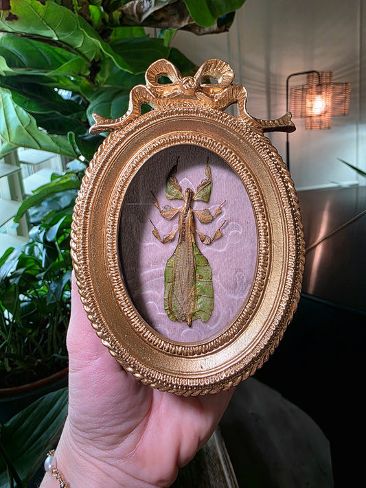 Real Leaf Insect in Gold Bow Frame