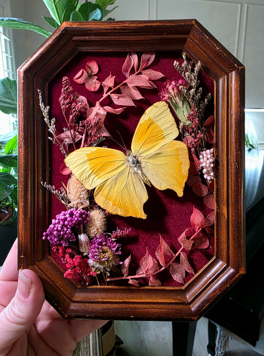 Vintage Shadowbox Frame with Sulphur Butterfly and Dried Flowers