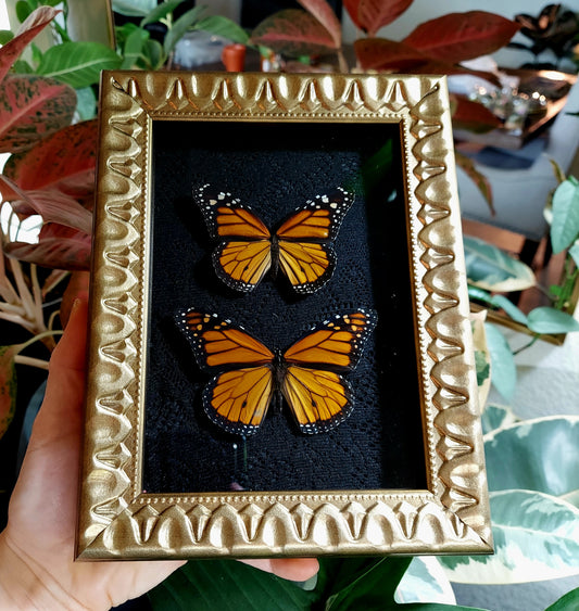 Vintage Inspired Shadowbox Frame with Monarch Butterflies and Black Lace