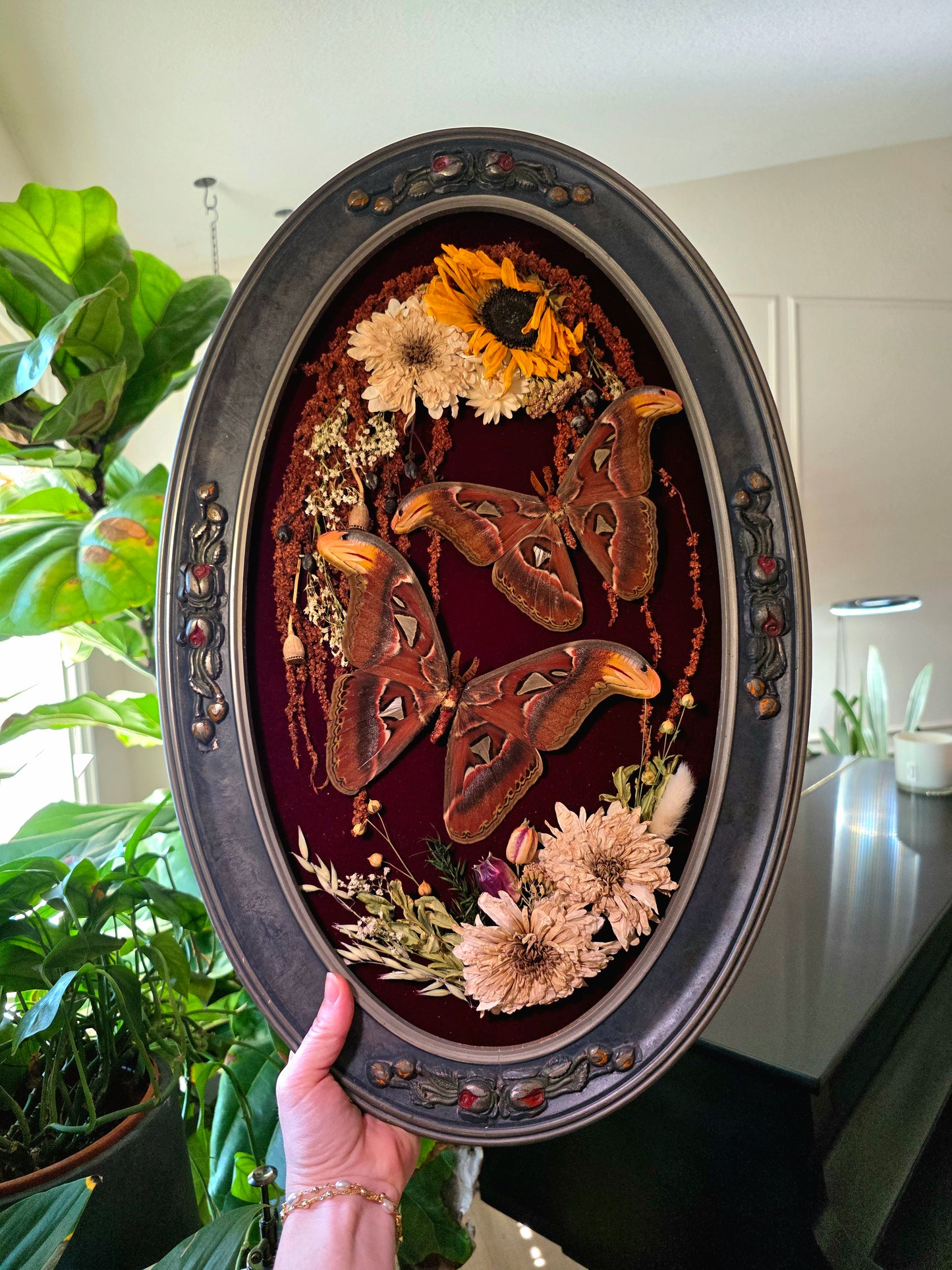 Atlas Moth Vintage Frame
