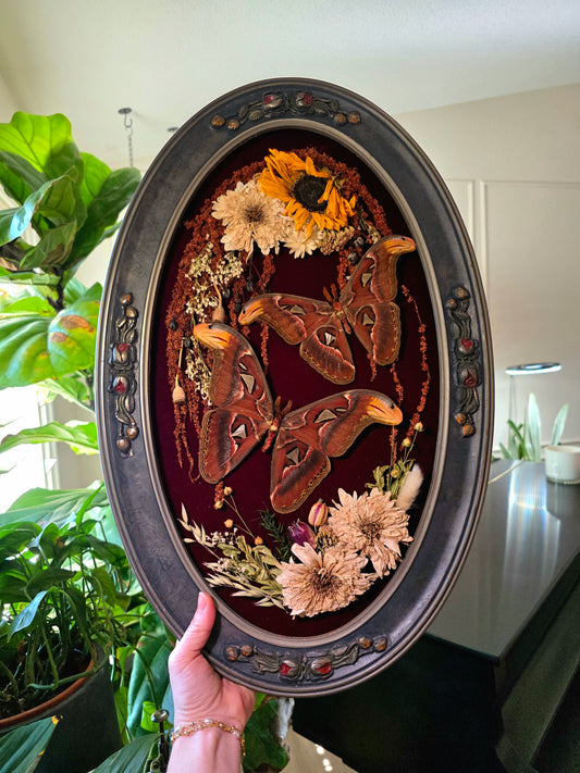 Atlas Moth Vintage Frame