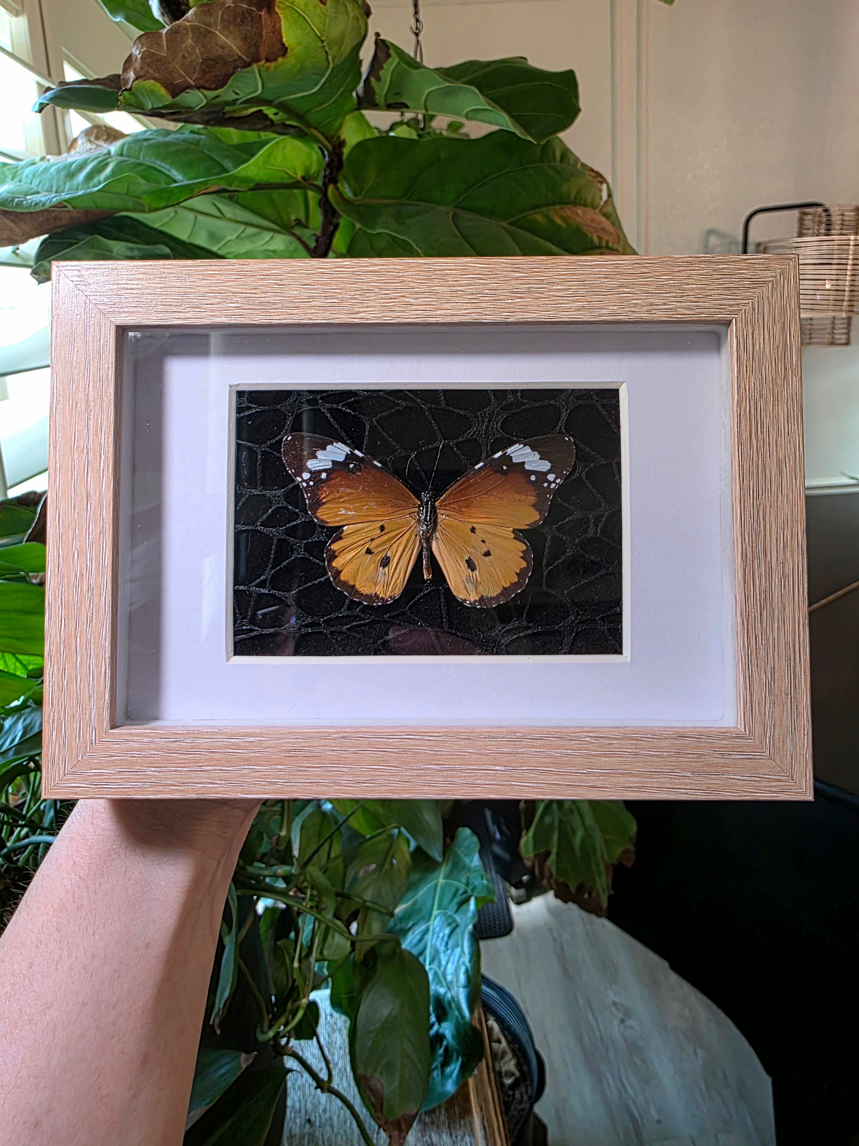 Shadow Boxes – Insectique