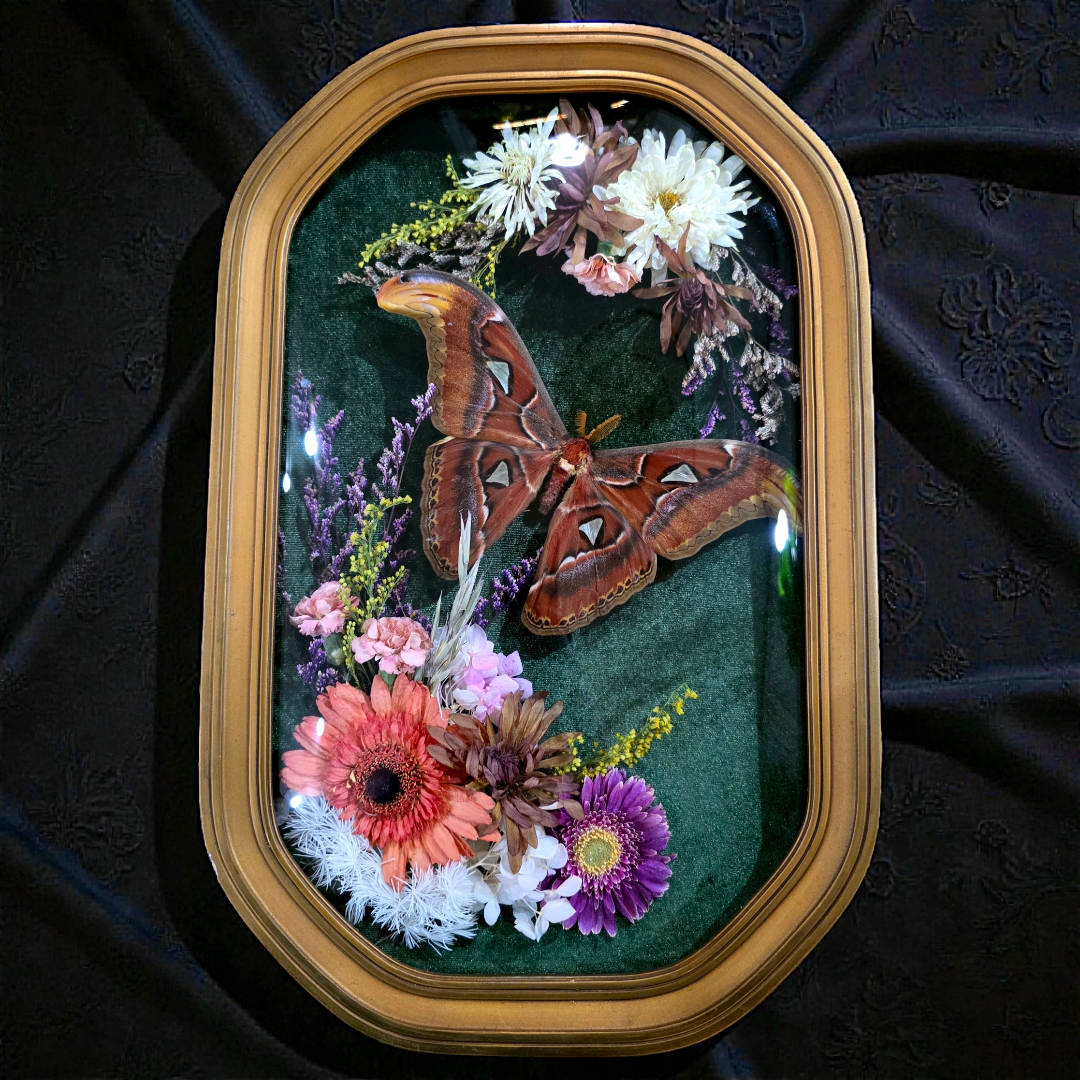 Vintage Frame with Atlas Moth and Dried Flowers