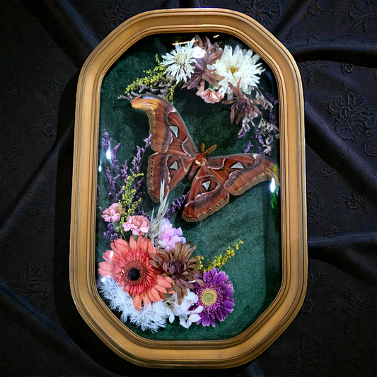 Vintage Frame with Atlas Moth and Dried Flowers