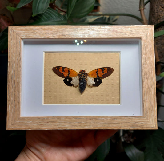 Shadow box with Real Cicada