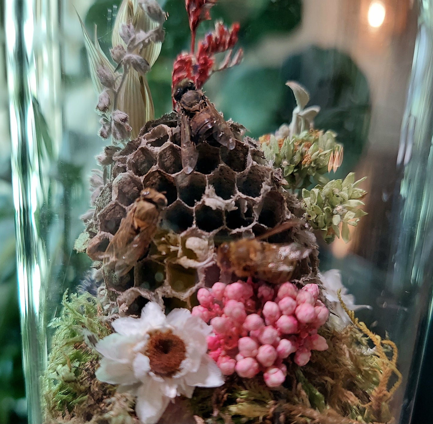 Mini Glass Terrarium with Real Honey Bees and Paper Wasp Nest
