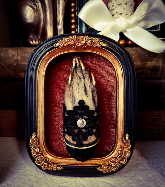 Framed Fancy Raccoon Foot - Blue Frame with Black Lace