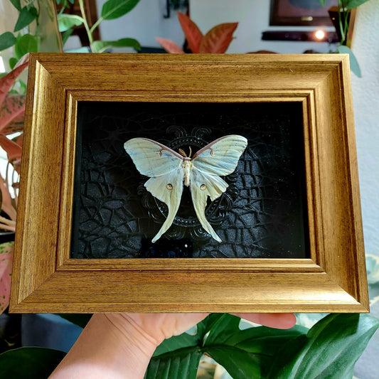Vintage Inspired Shadowbox Frame with Natural Death Luna Moth