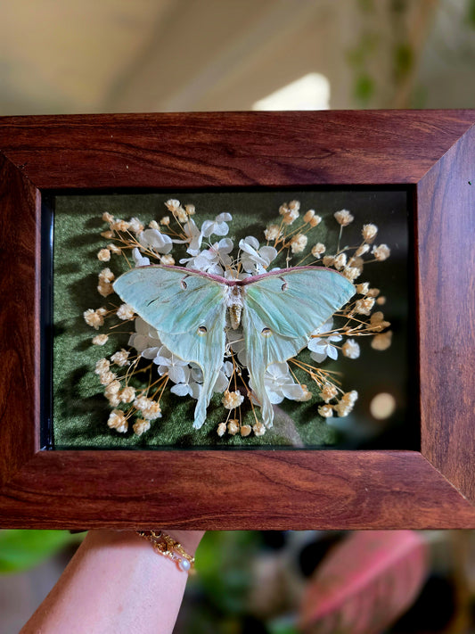 Luna Moth with Dried Flowers