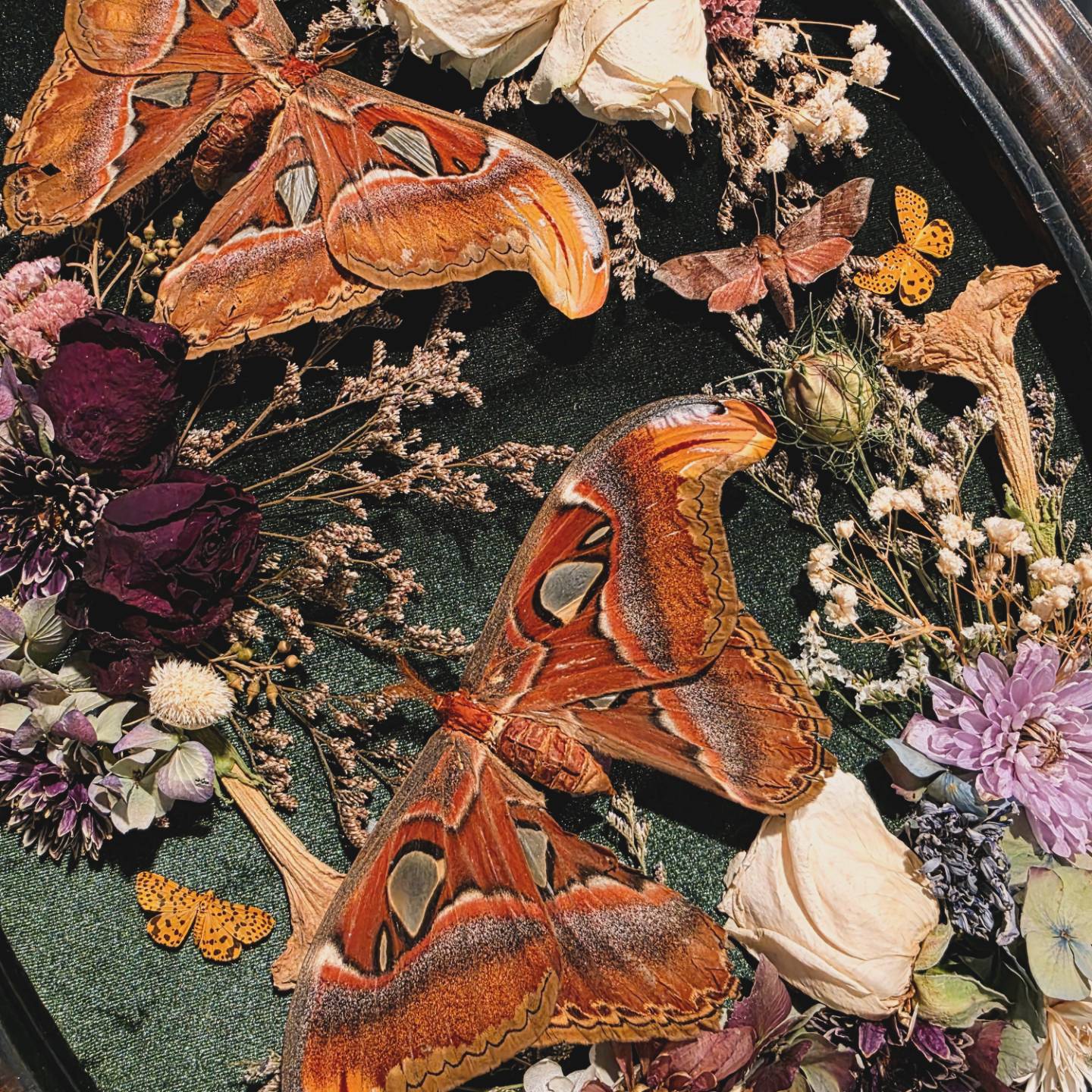 Vintage Atlas Moth Frame with Dried Flowers