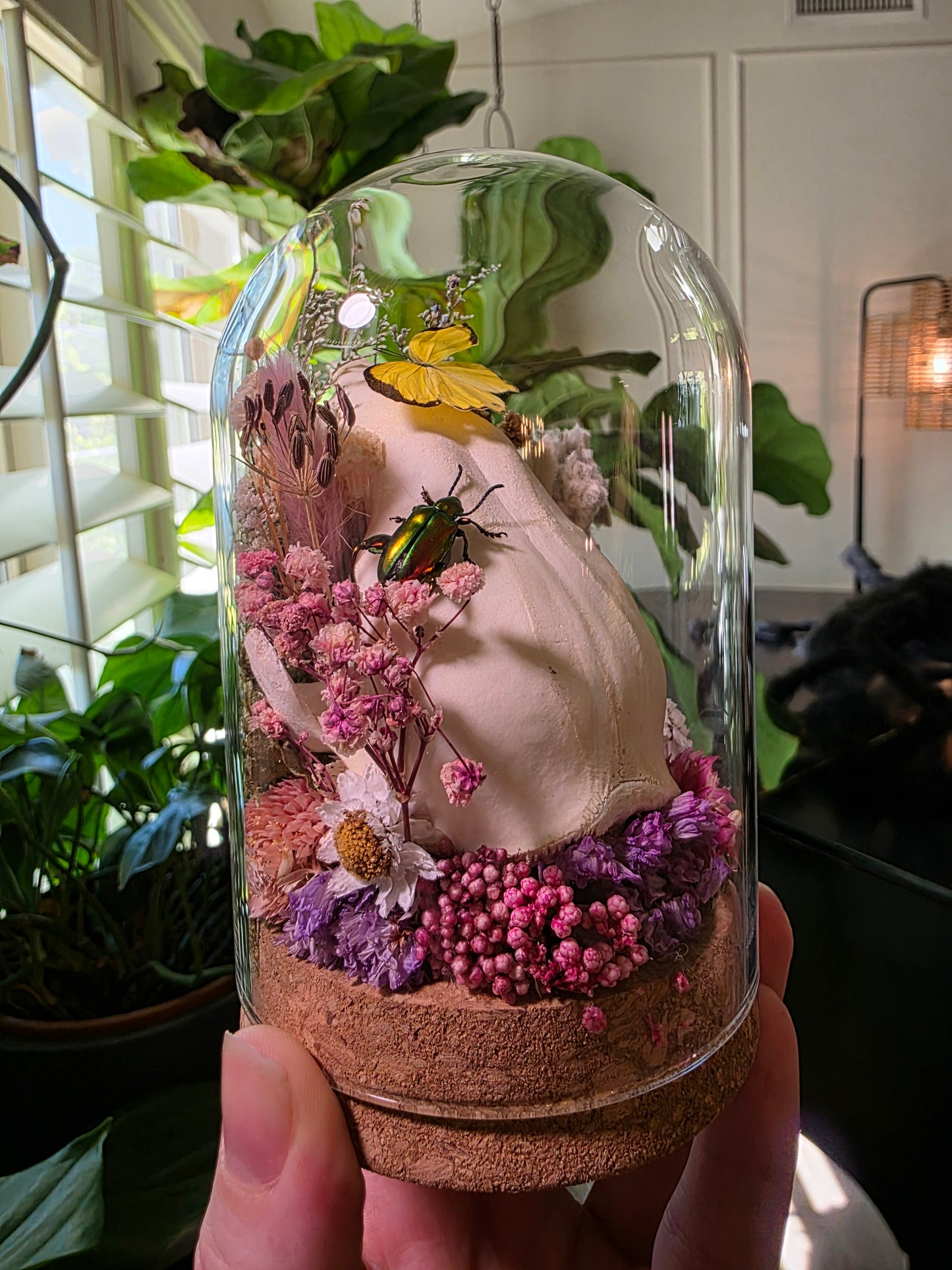Real Raccoon Skull with Frog Beetle and Butterfly