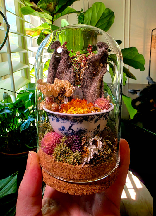 Real Bunny Ears in Teacup Terrarium