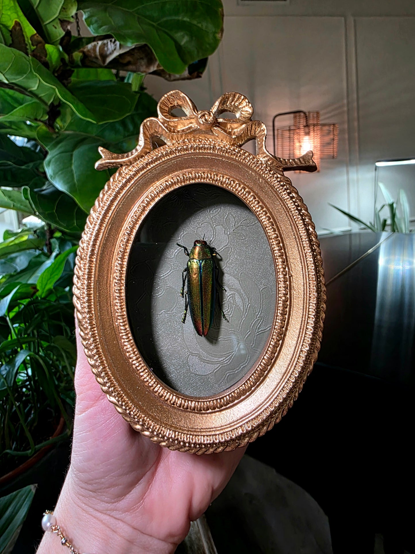 Real Jewel Beetle in Bow Frame