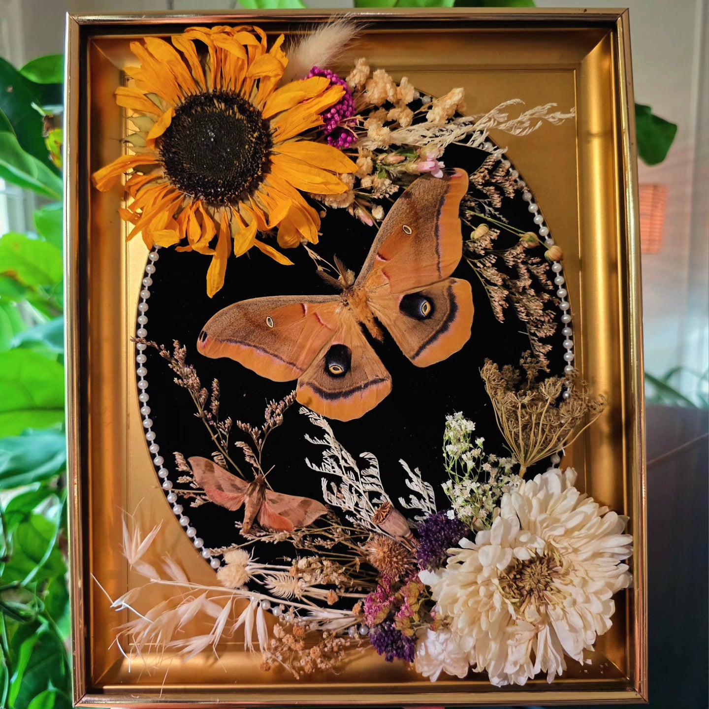 MCM Frame with Polyphemus Moth