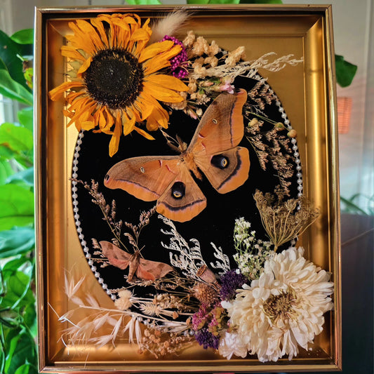 MCM Frame with Polyphemus Moth