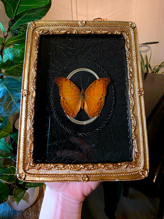 Gold Shadowbox Frame with Common Cruiser Butterfly