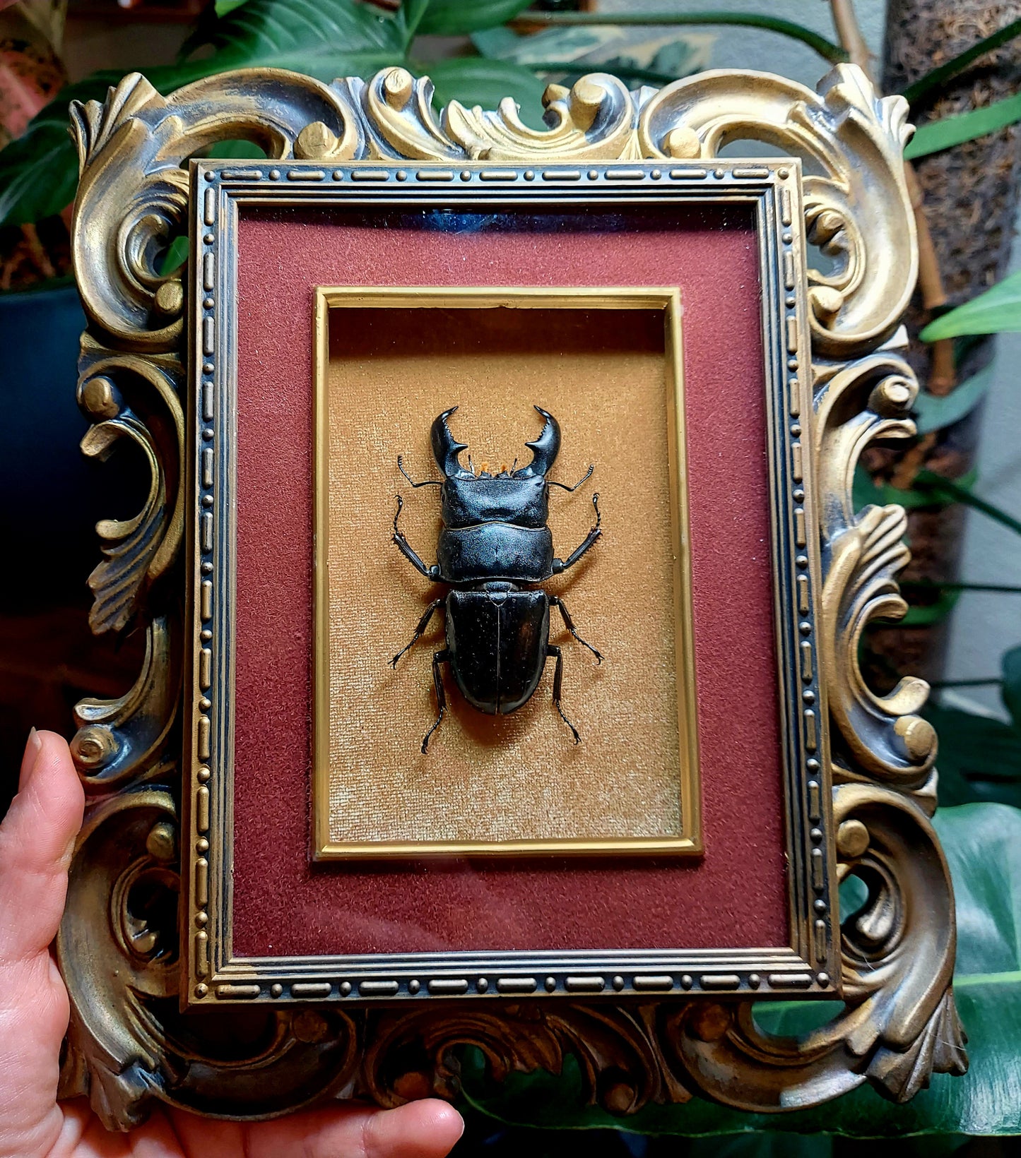 Ornate Vintage Frame with Giant Stagg Beetle
