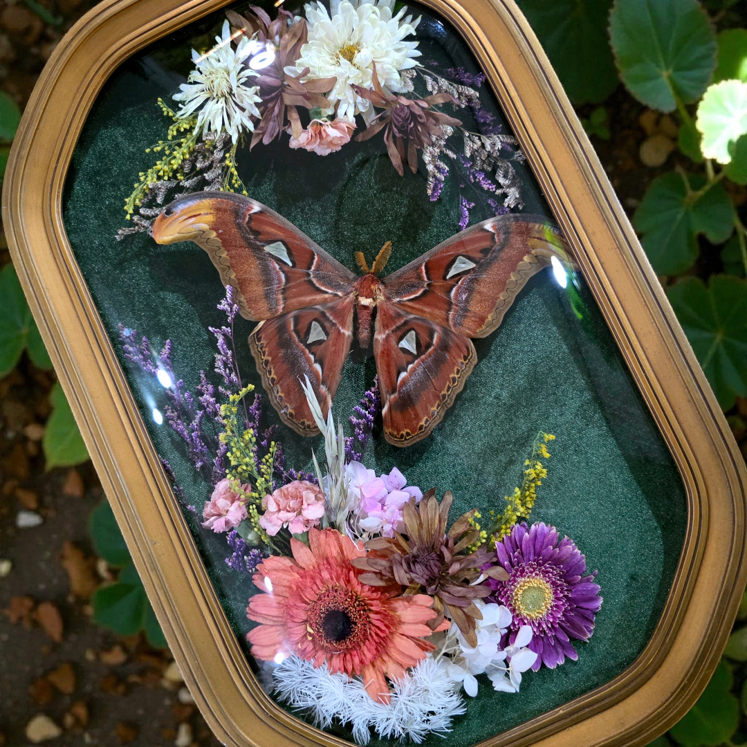 Vintage Frame with Atlas Moth and Dried Flowers