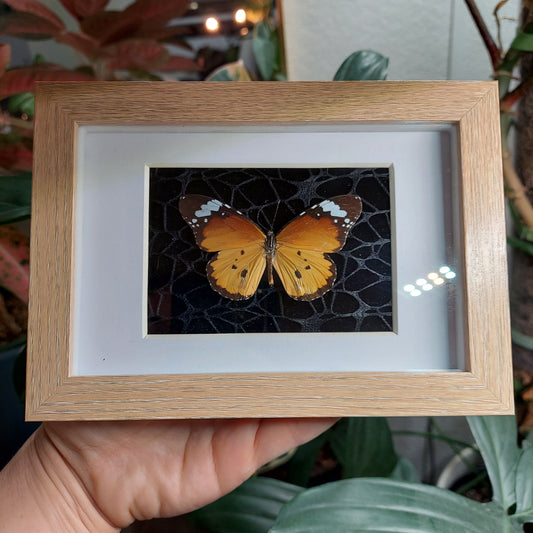 Shadow box with Queen Butterfly