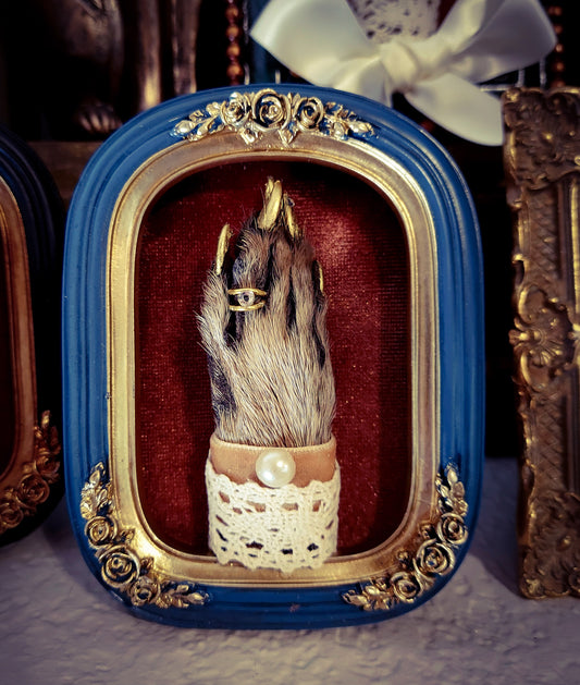 Framed Fancy Raccoon Foot - Blue Frame with Lace and Pearl
